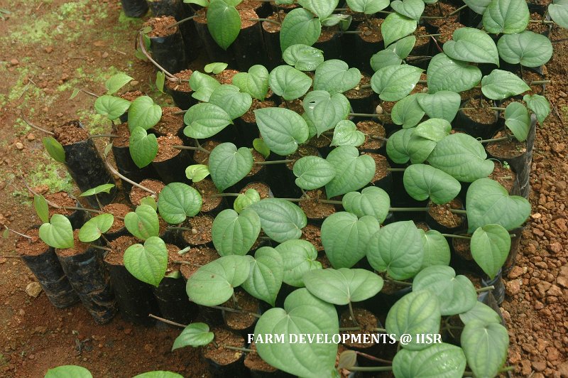 In poly house 1 (2).jpg